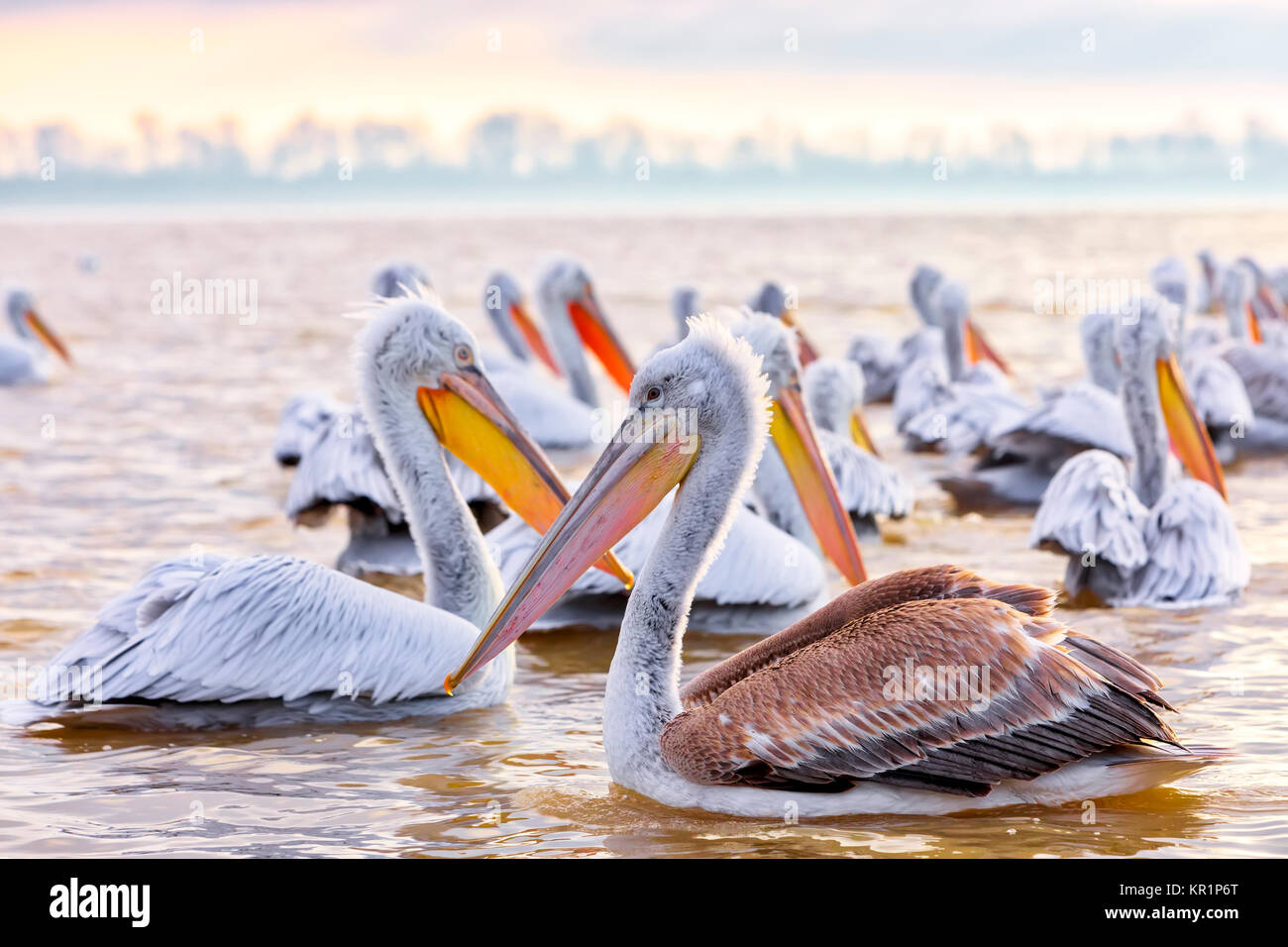 pelikans in Kerkini Lake in northern Greece Stock Photo