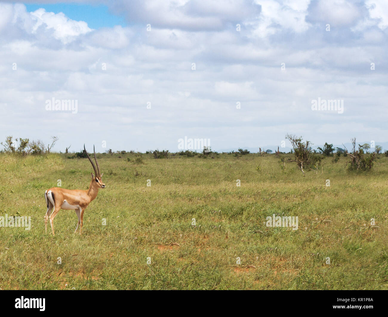 Safari savanna hi-res stock photography and images - Alamy