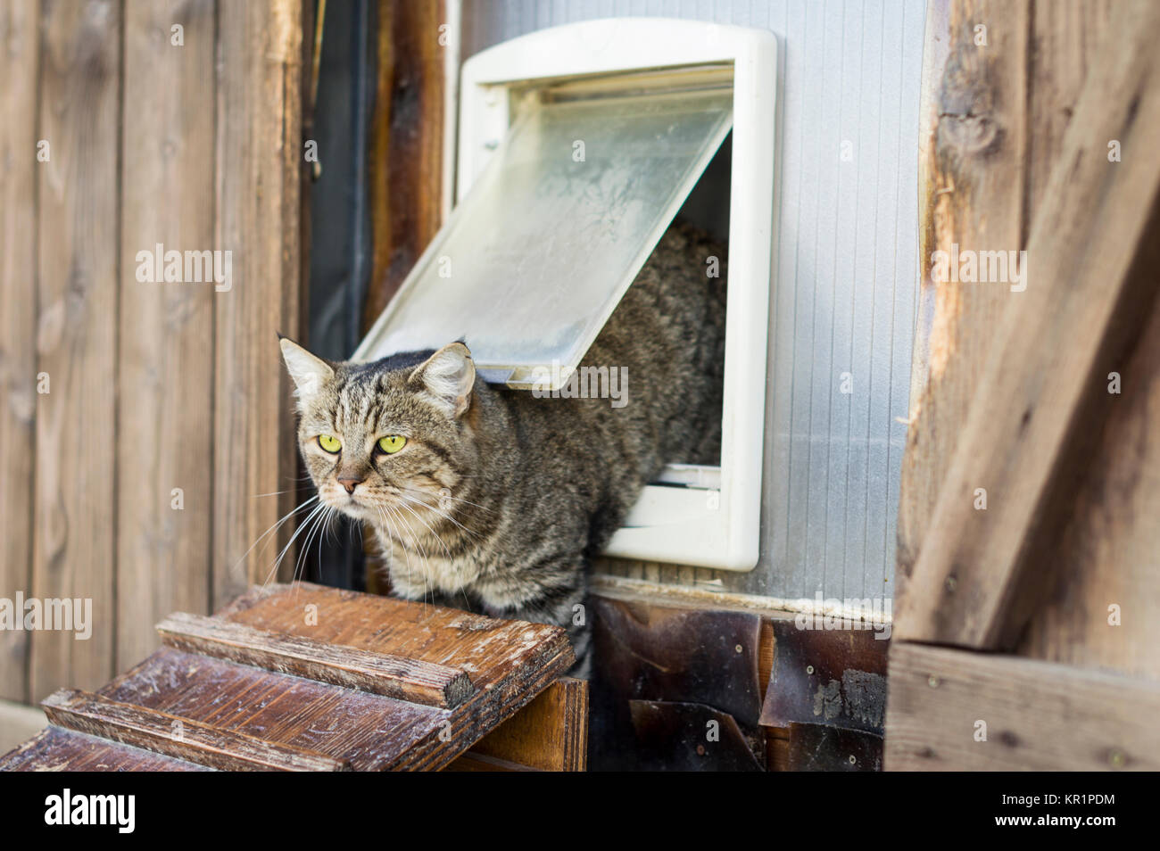 Cat escapes from a cat flap and goes outside Stock Photo