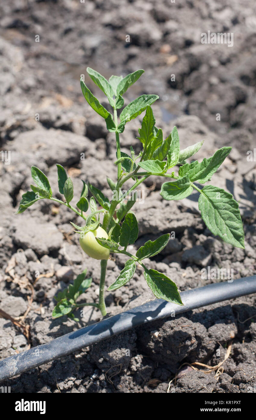 Young tomato plant growing with drip irrigation system Stock Photo Alamy
