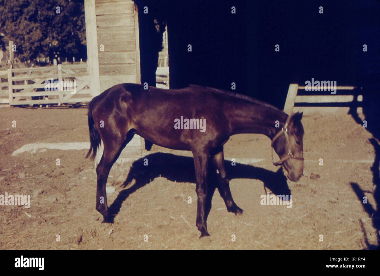 Wee virus hires stock photography and images Alamy