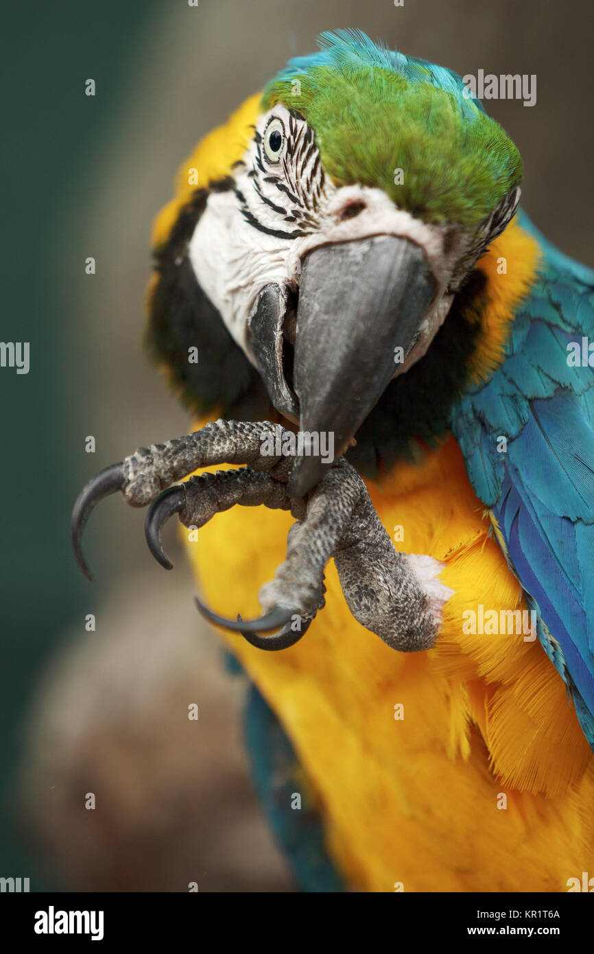 Parrot ara macao cleaning its foot. Stock Photo