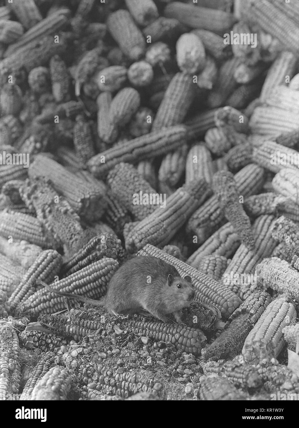 A Norway rat Rattus norvegicus in a Kansas City, Missouri corn storage bin, 1973. R. norvegicus is known to be a reservoir of bubonic plague (transmitted to man by the bite of a flea or other insect), endemic typhus fever, ratbite fever, and a few other dreaded diseases. Image courtesy CDC. Stock Photo