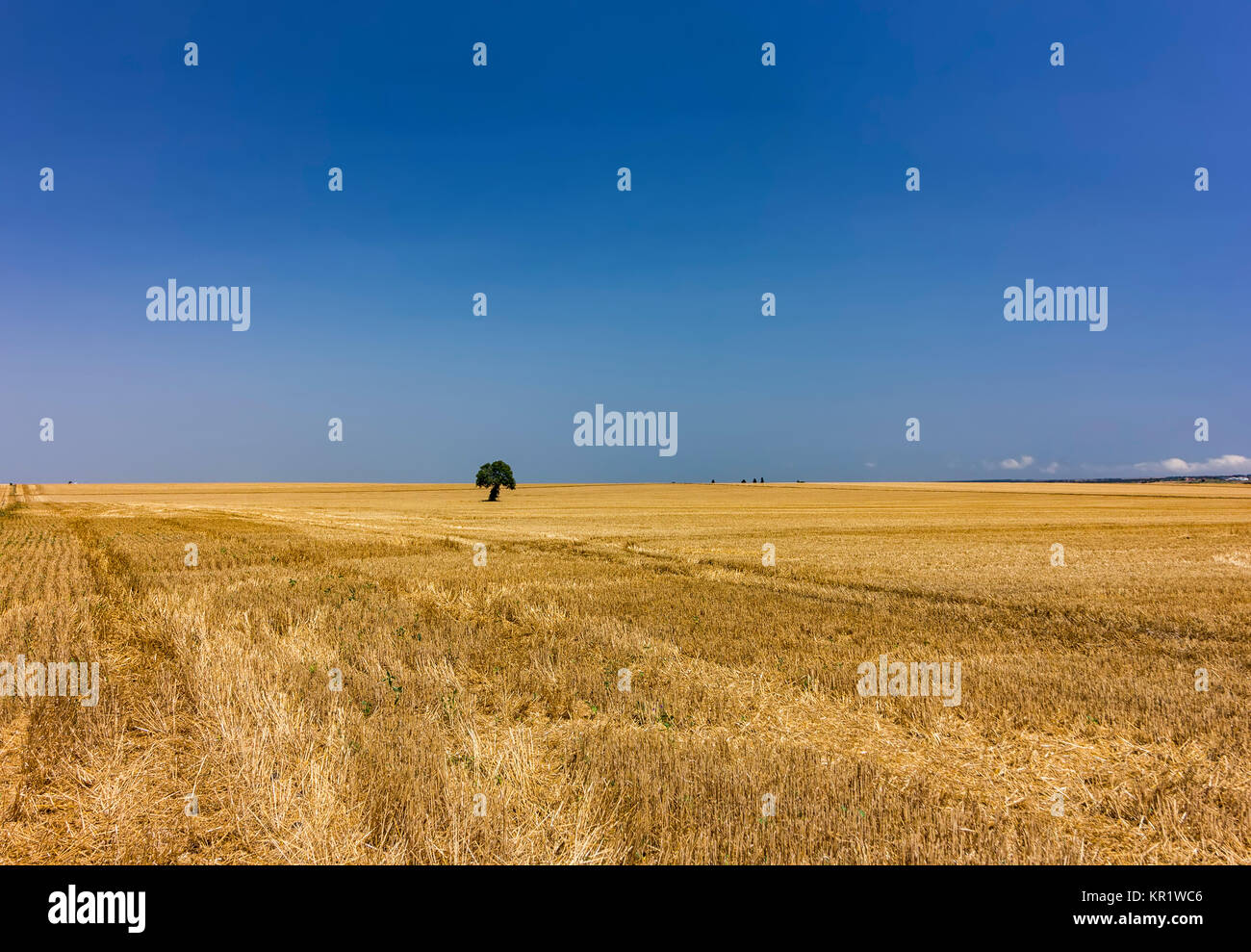 AAlone tree in yellow harvest field. Day view Stock Photo - Alamy