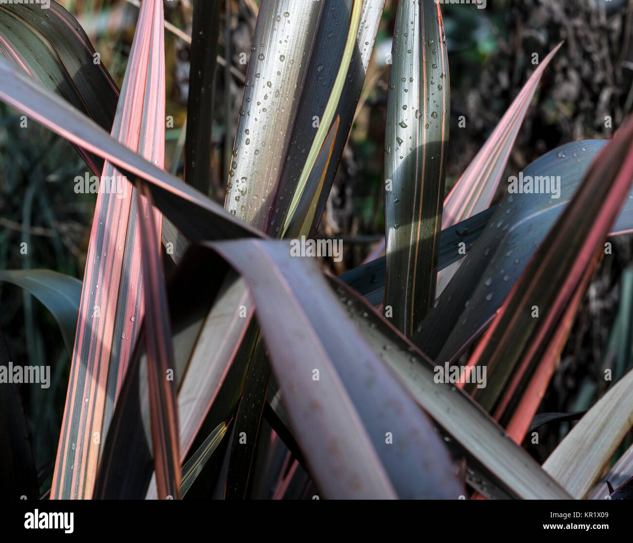 Phormium Maori Queen ,flax lily Maori Queen, Hemerocallidaceae, Stock Photo