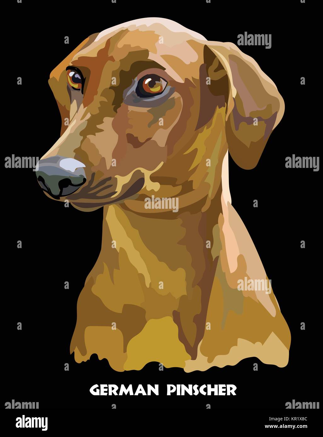 Colored portrait of German Pinscher isolated vector illustration on