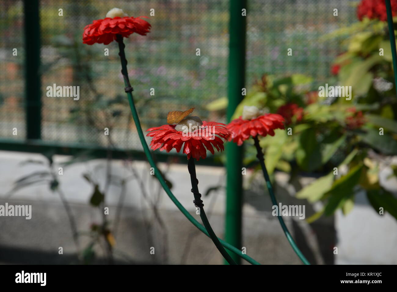 Beautiful Butterflies at the Butterfly park at Ramoji film city at