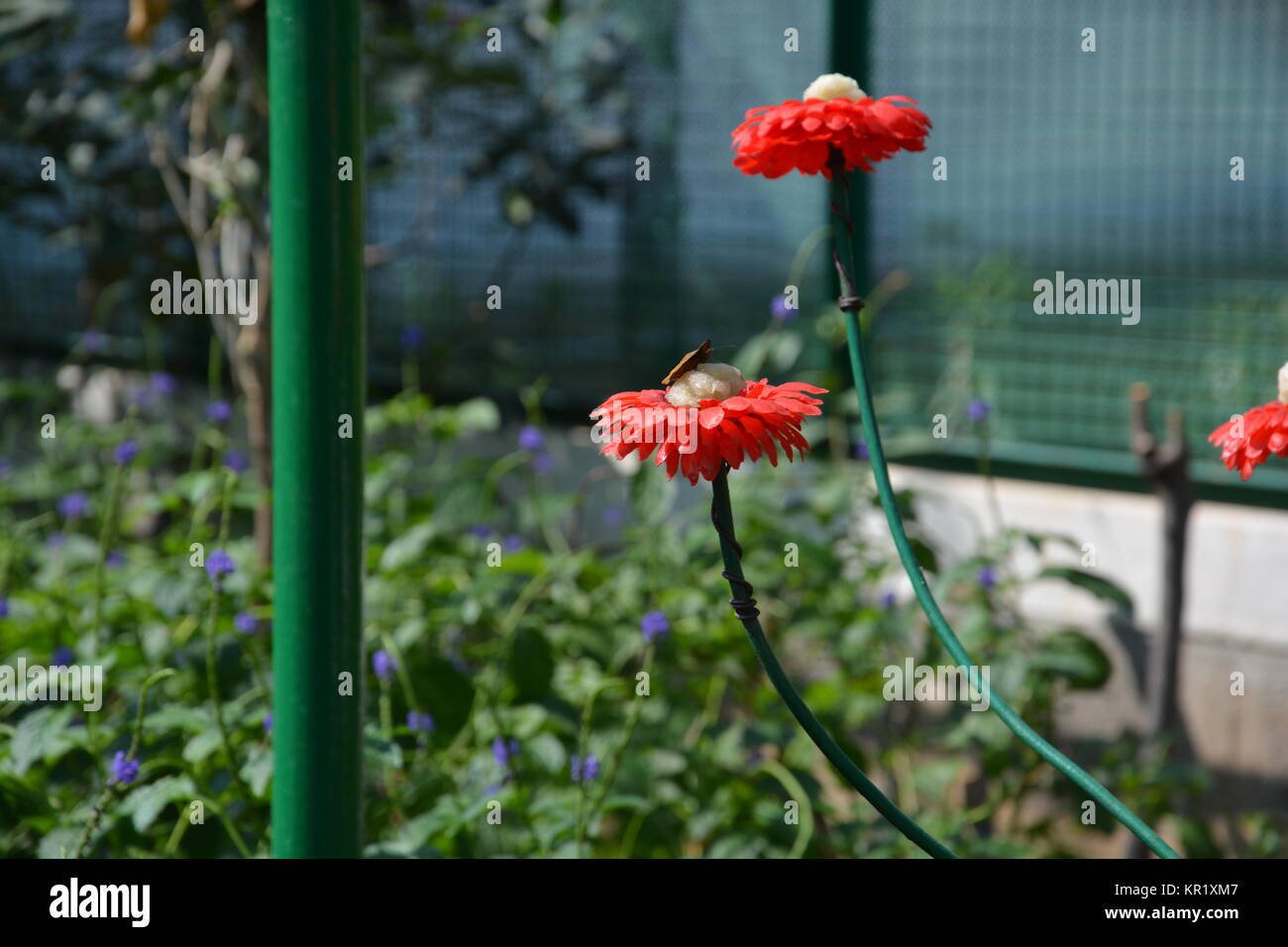 Beautiful Butterflies at the Butterfly park at Ramoji film city at