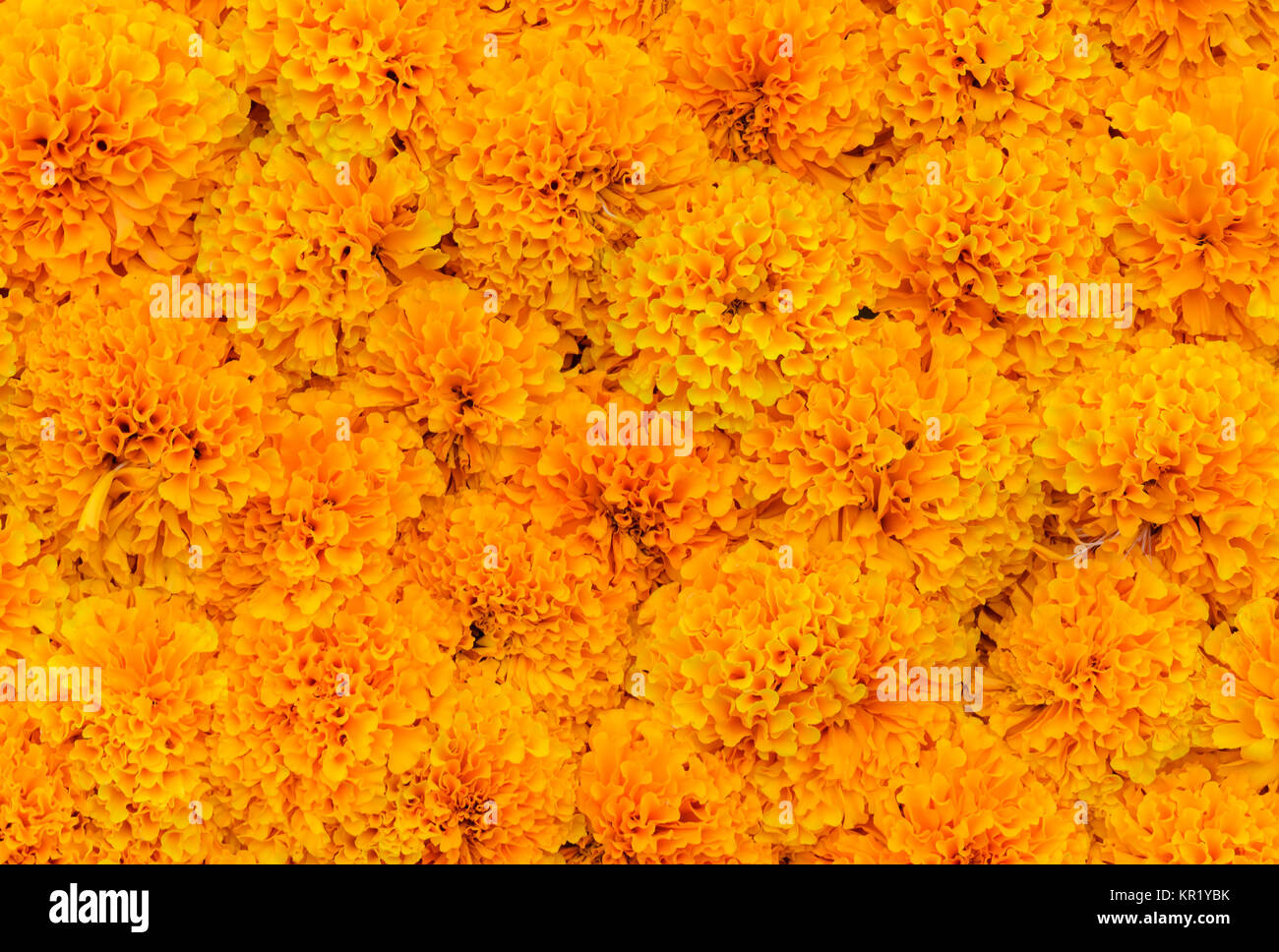Orange Marigold flower background Stock Photo - Alamy