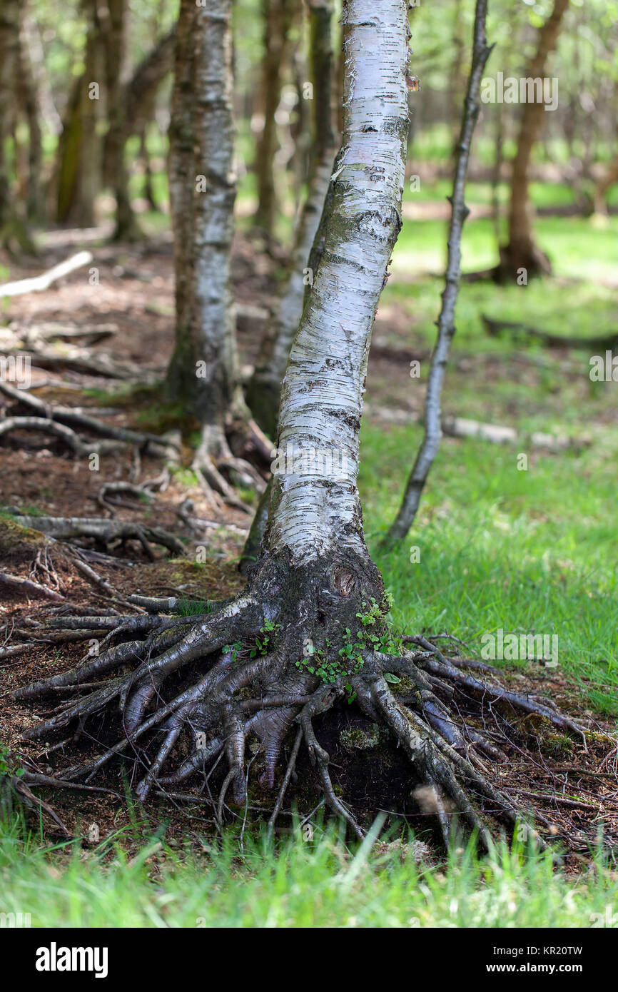 birch roots Stock Photo Alamy