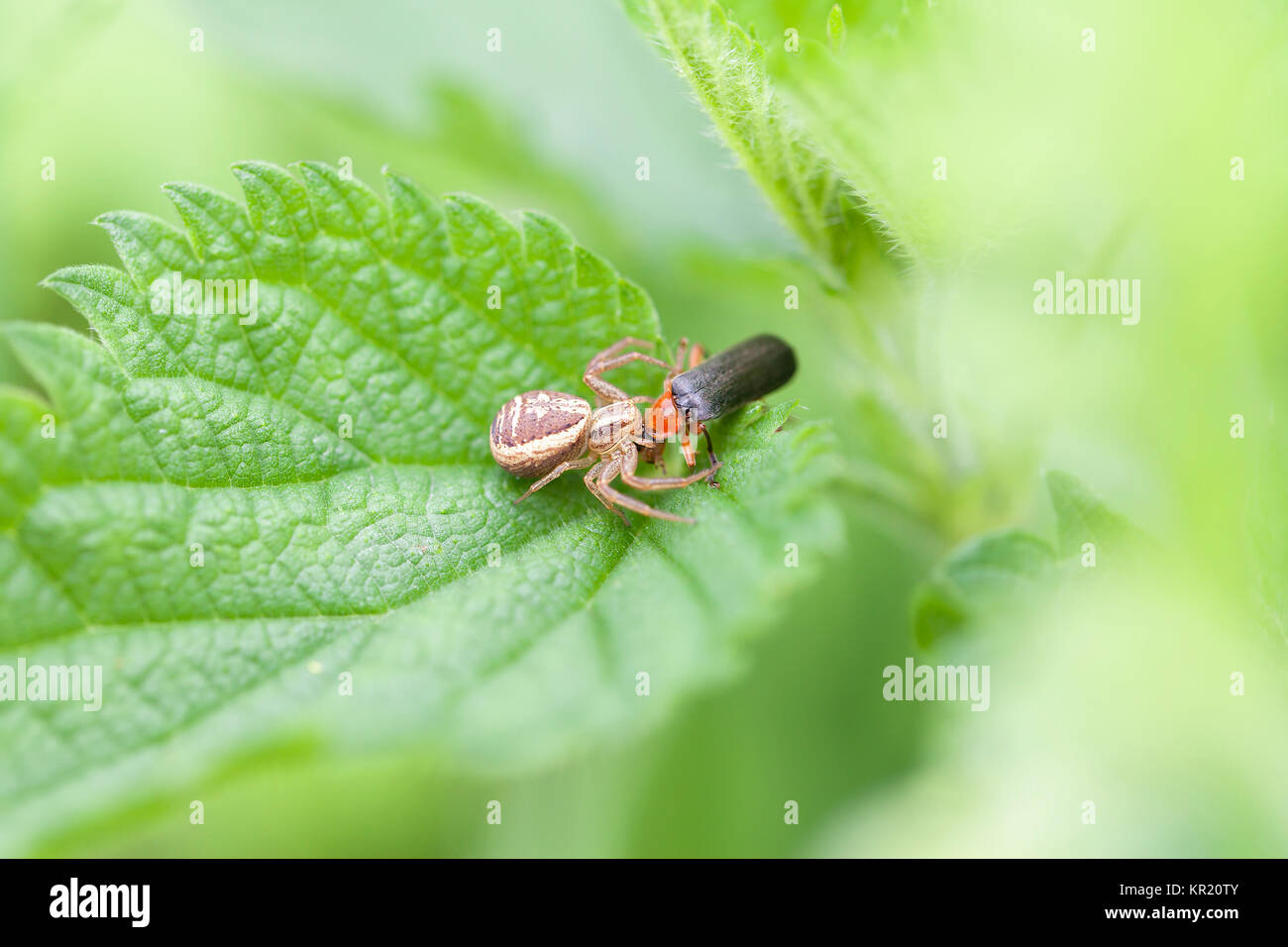 crab spider prey Stock Photo Alamy