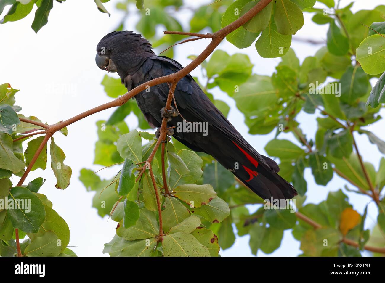 banks raven cockatoo,male Stock Photo