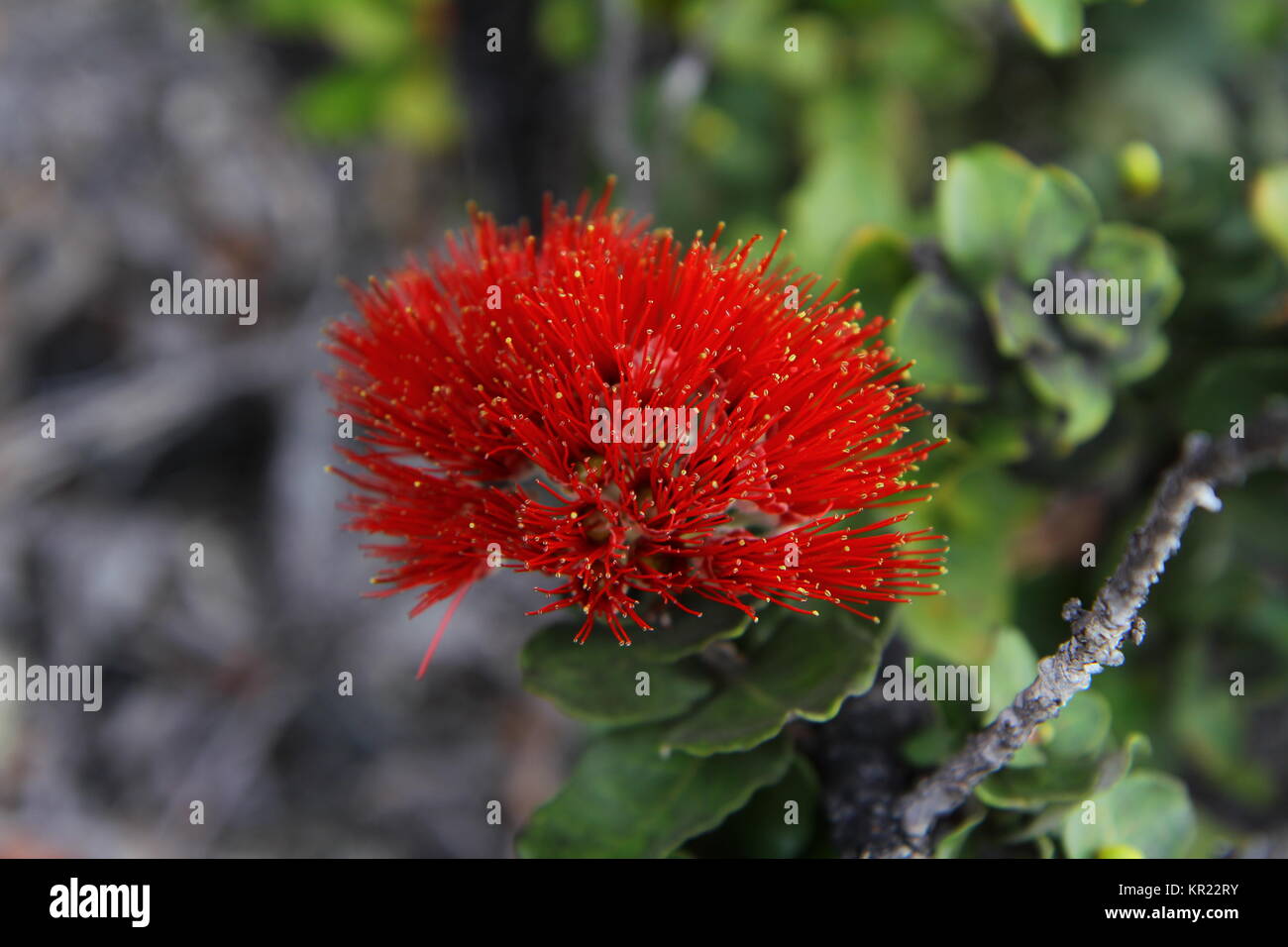 Hawaii Ohia Lehua Hi-res Stock Photography And Images - Alamy