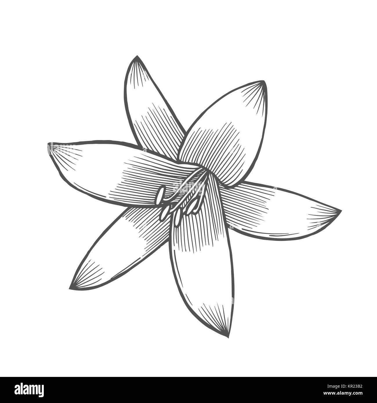 Lily flower illustration, line pattern. Vector artwork. Coloring book page for adult. Love bohemia concept for wedding invitation card, ticket, brandi Stock Vector