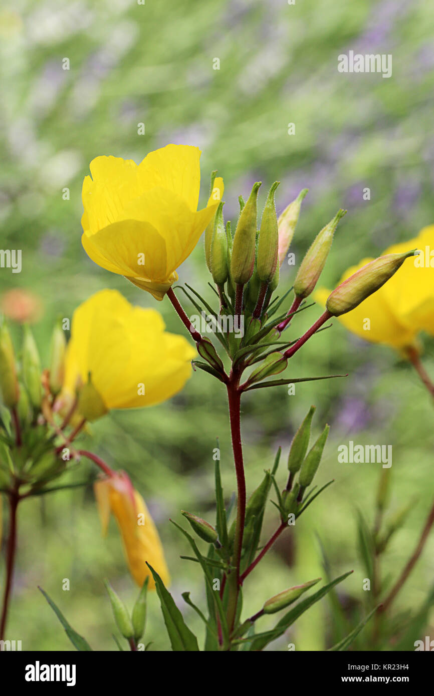 flowering evening primrose Stock Photo