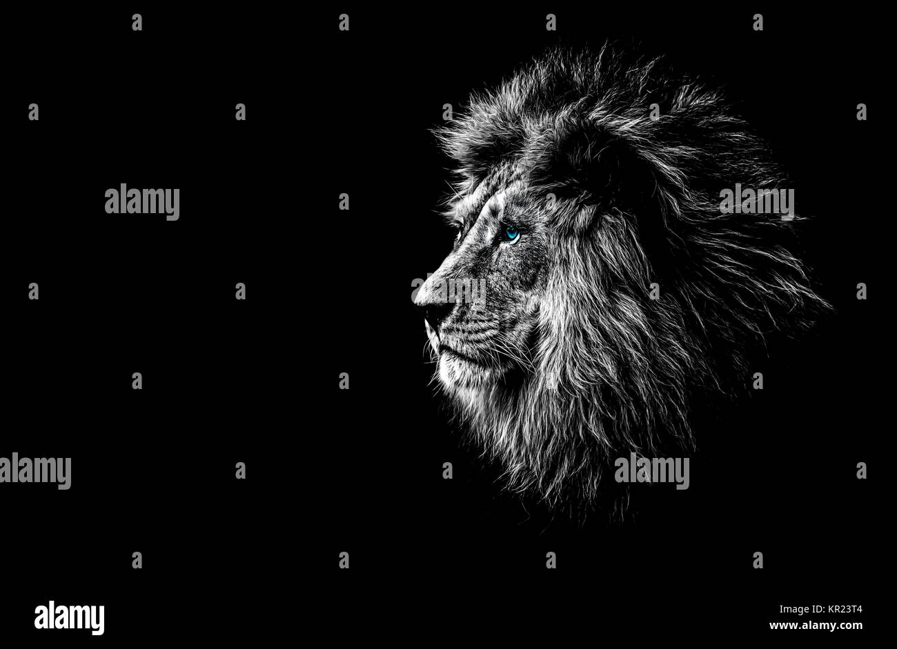 lion in black and white with blue eyes Stock Photo - Alamy