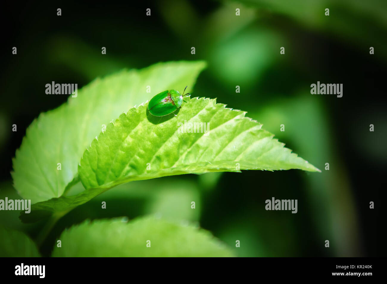 Small green beetle on a leaf Stock Photo