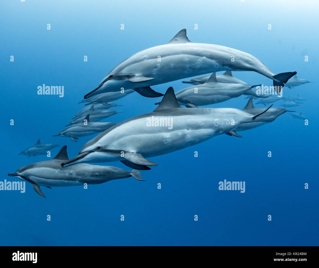 Pod of Spinner Dolphins, Kona Coast Stock Photo Alamy
