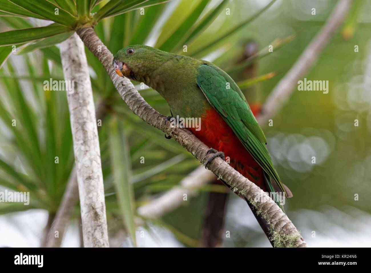 female king parrot Stock Photo