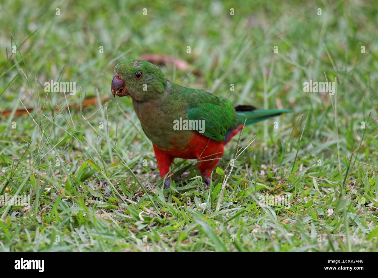 female king parrot Stock Photo