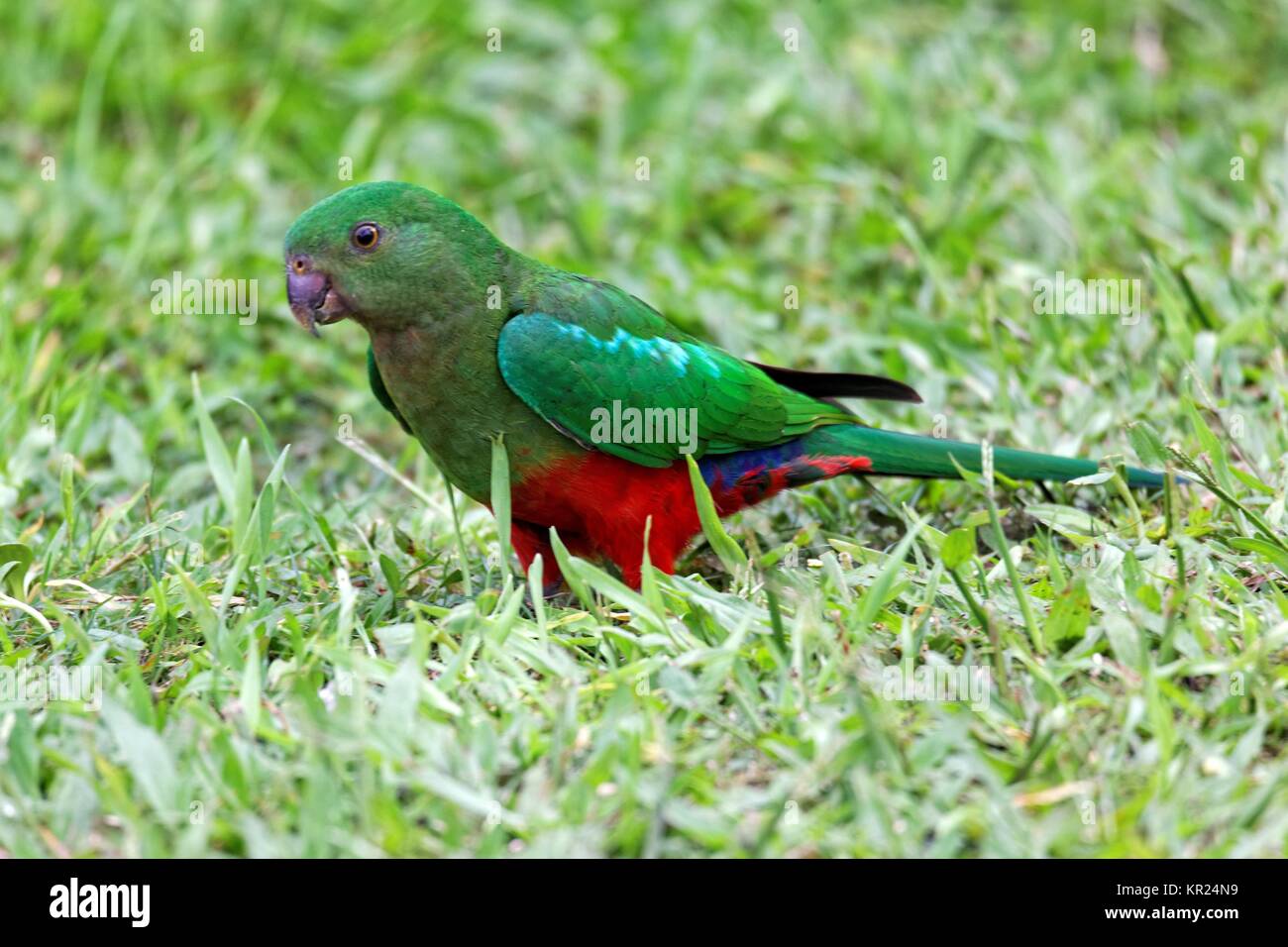 female king parrot Stock Photo