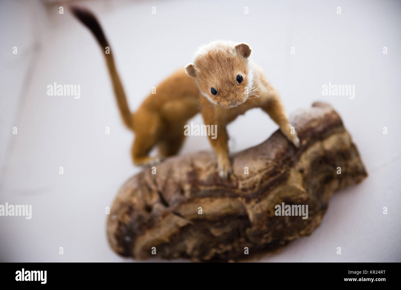 stuffed ermine stoat watching with selective focus Stock Photo