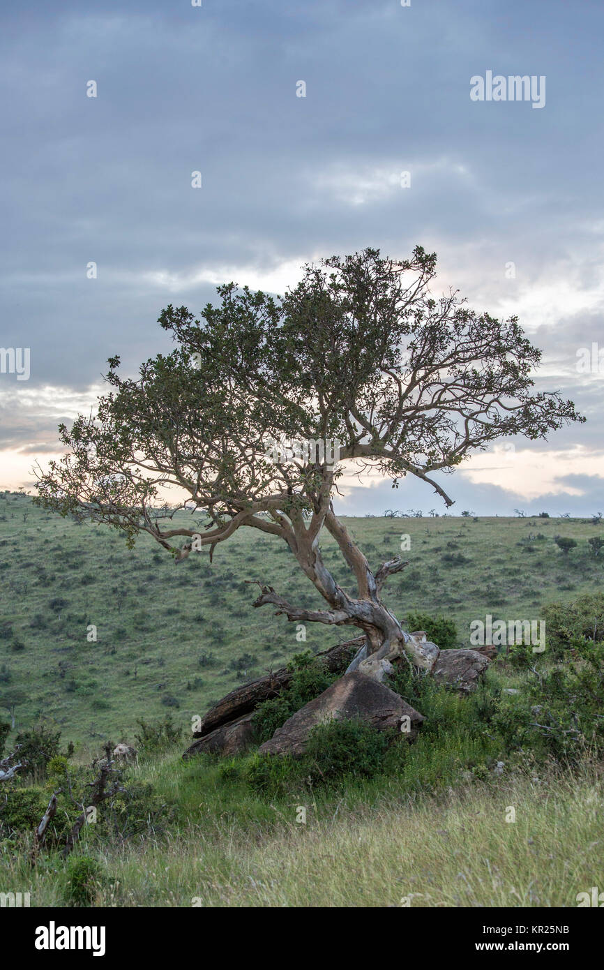 Lewa Tree Tree conservancy hi-res stock photography and images - Alamy