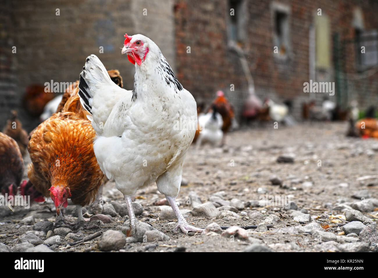 Chickens on traditional free range poultry farm Stock Photo Alamy