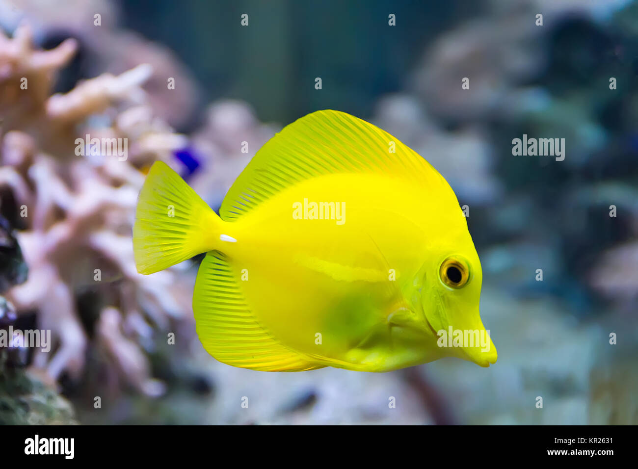 Zebrasoma yellow tang fish Stock Photo