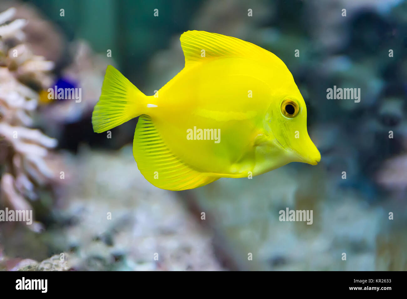 Zebrasoma yellow tang fish Stock Photo