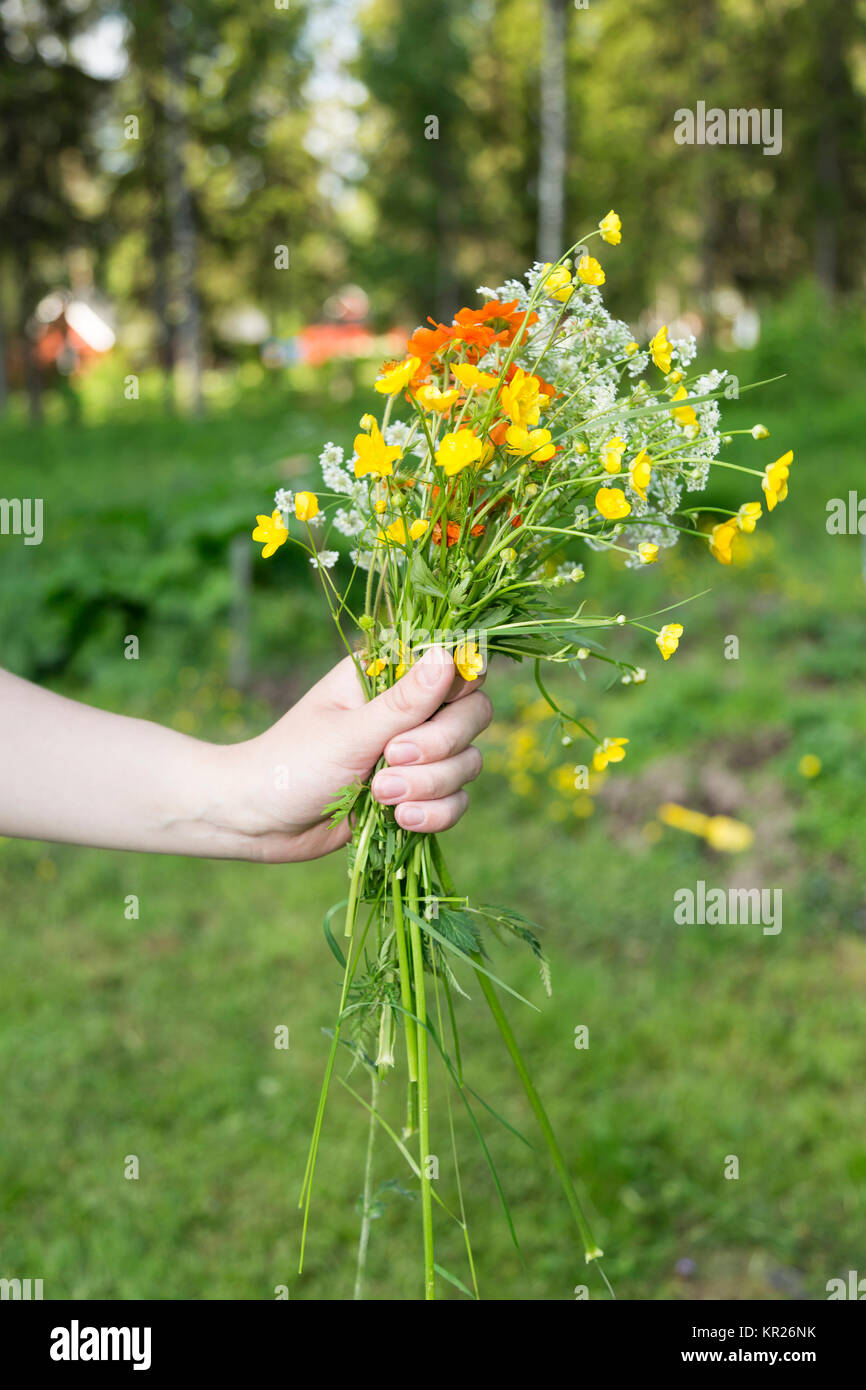 カシニョール 、【BUNCH OF FLOWERS IN MEADOW】 Hand picked meadow flower bouquet hi-res stock photography and
