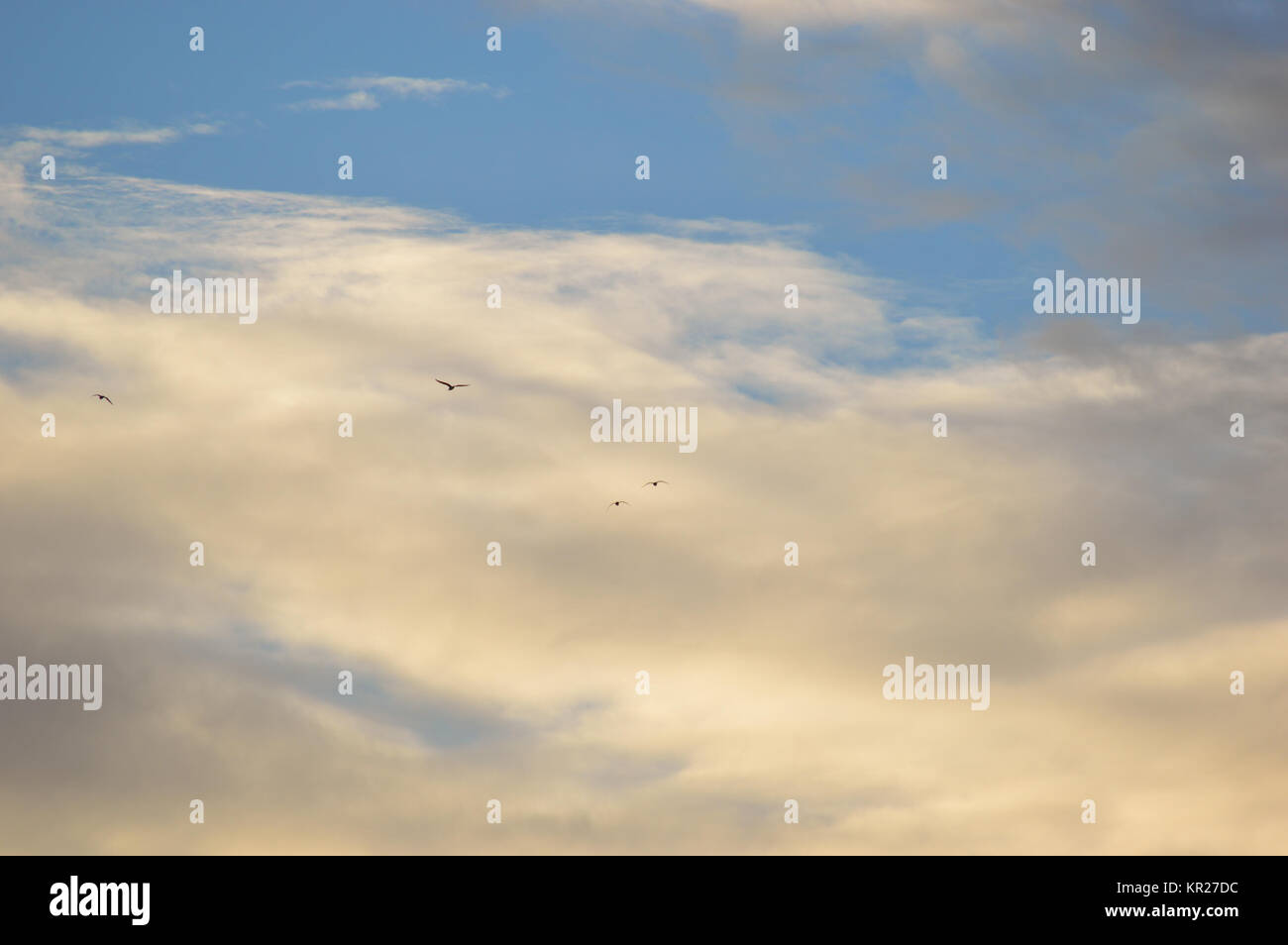 Birds flight clouds storm hi-res stock photography and images - Alamy