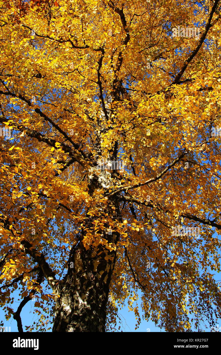 alte Birke im Herbst mit leuchtend gelbem Laub Stock Photo