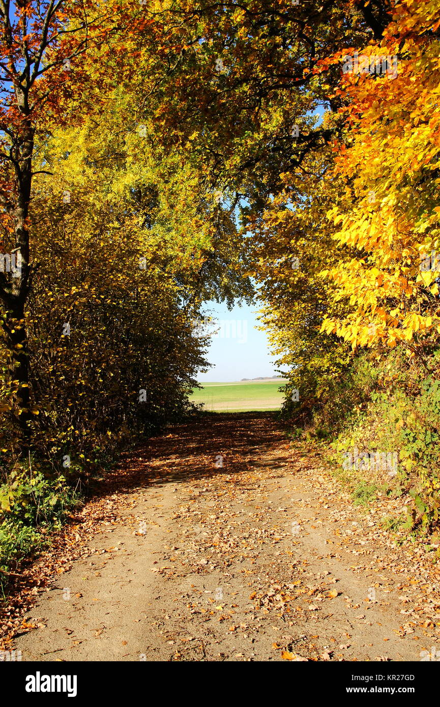 herbstlicher Hohlweg zwischen bunten Bäumen im Hunsrück Stock Photo