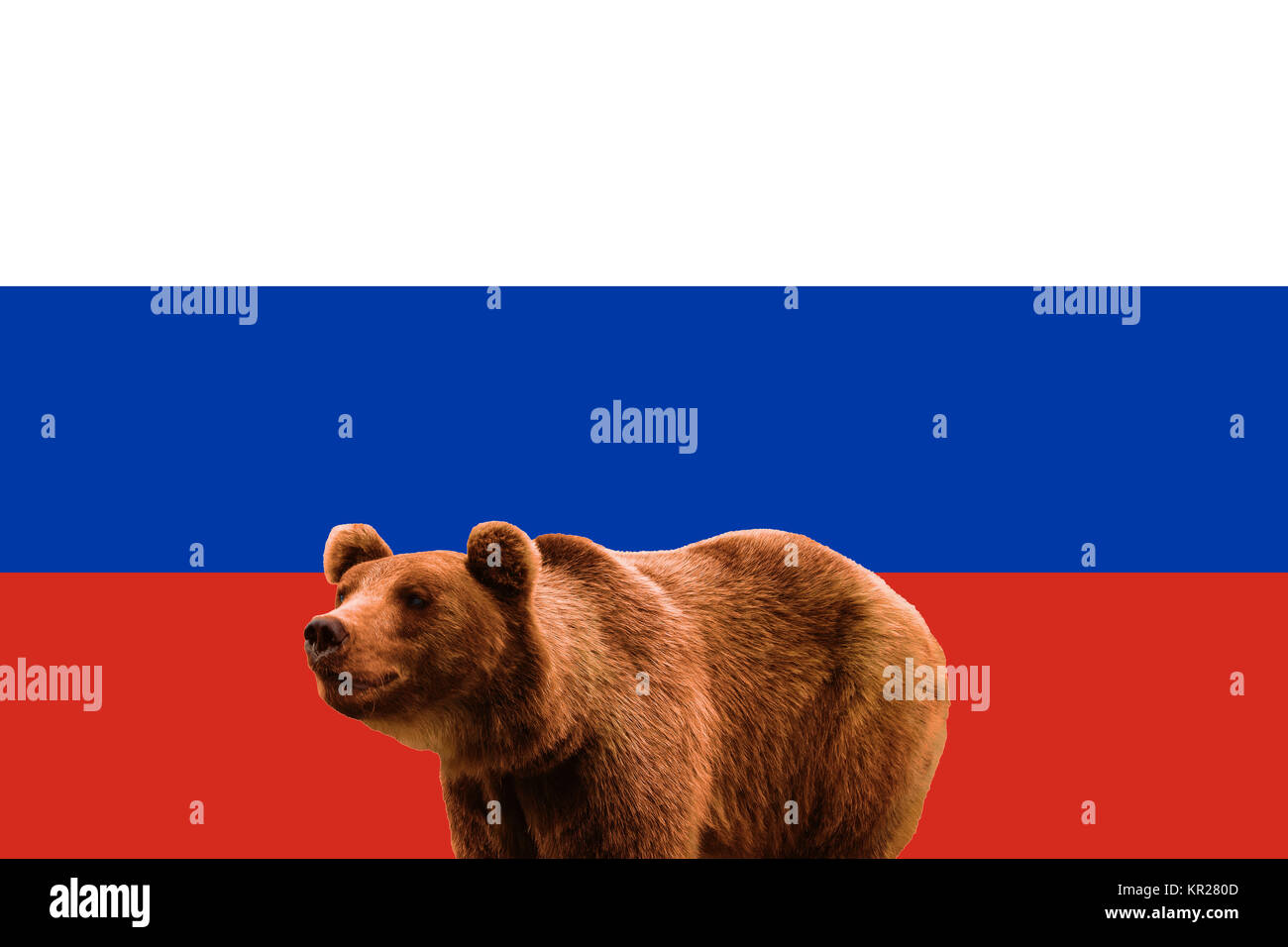 Flag of Russia and russian brown bear. National patriotic symbols of Russia. Bear on the background of Russian flag. World stereotype. The national an Stock Photo