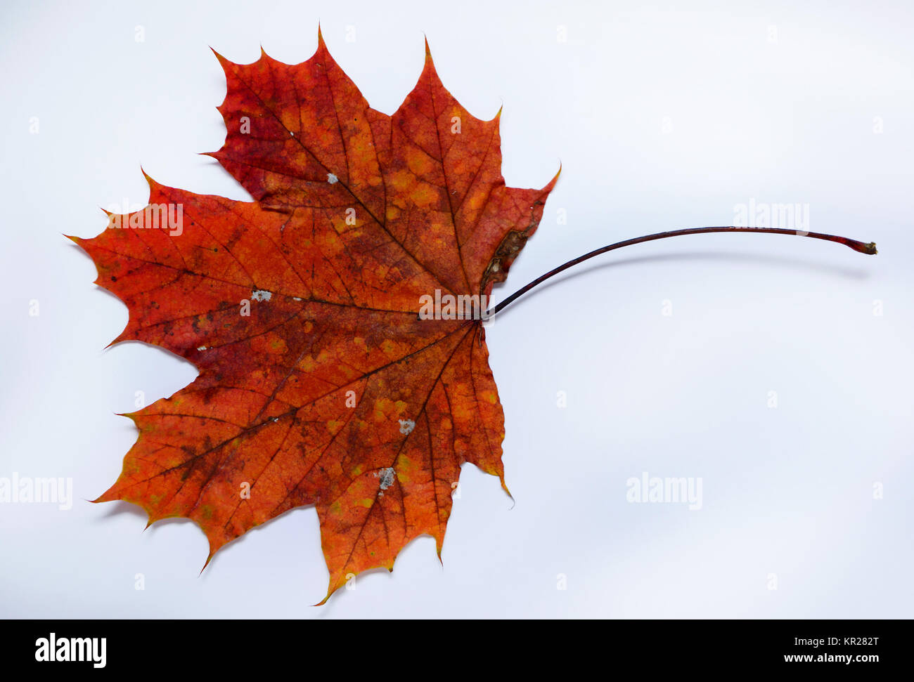 Autumn sheet, top maple, Herbstblatt, Spitzahorn Stock Photo