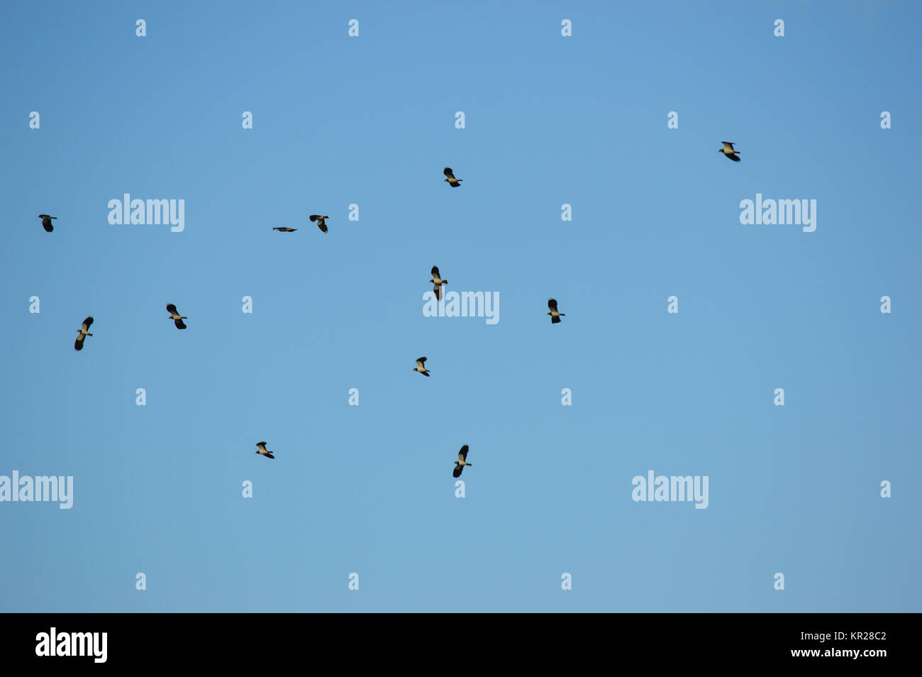 Birds in a clear blue sky Stock Photo - Alamy