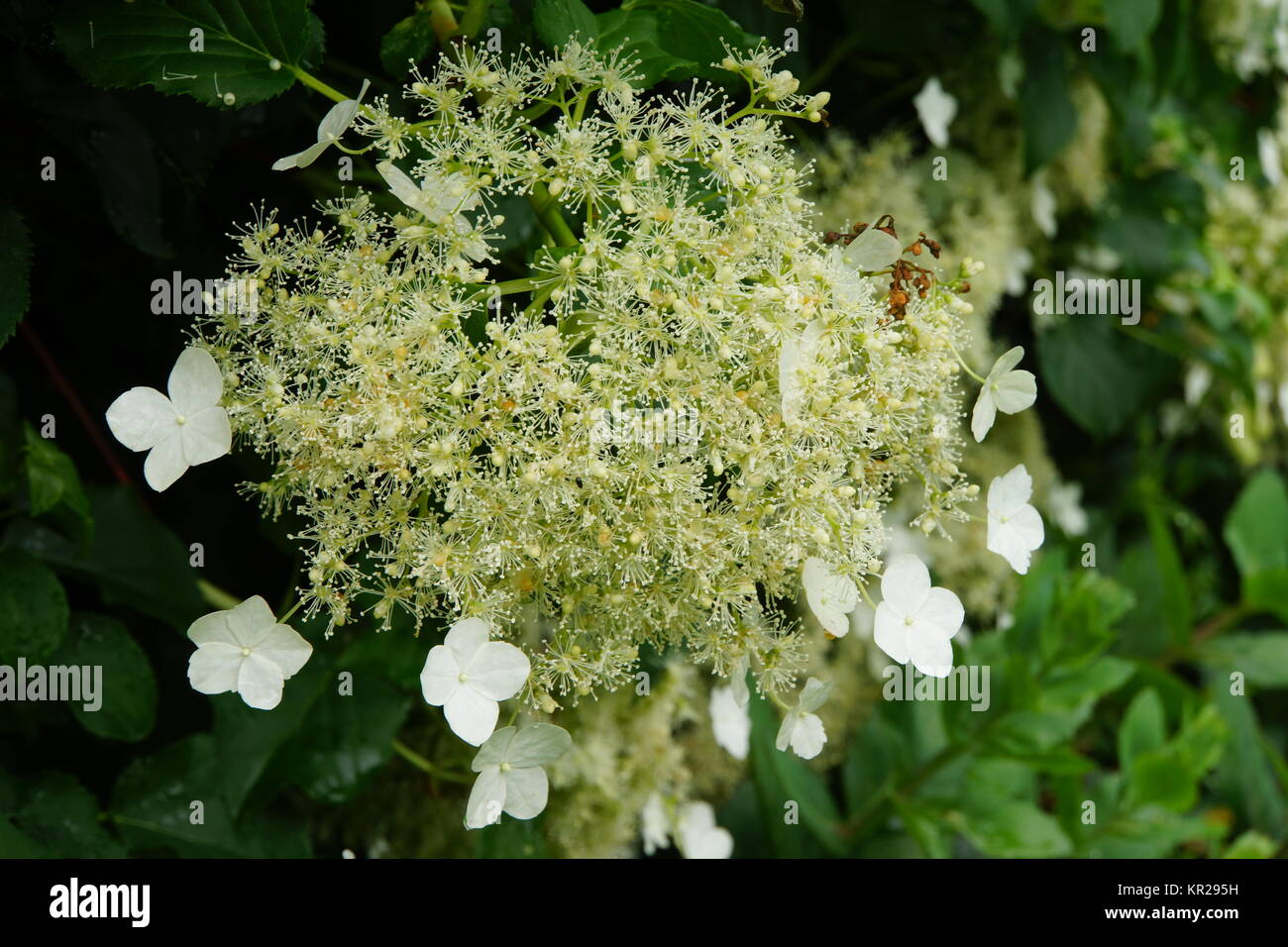 KletterHortensie, Kletterhortensie (Hydrangea petiolaris Stock Photo