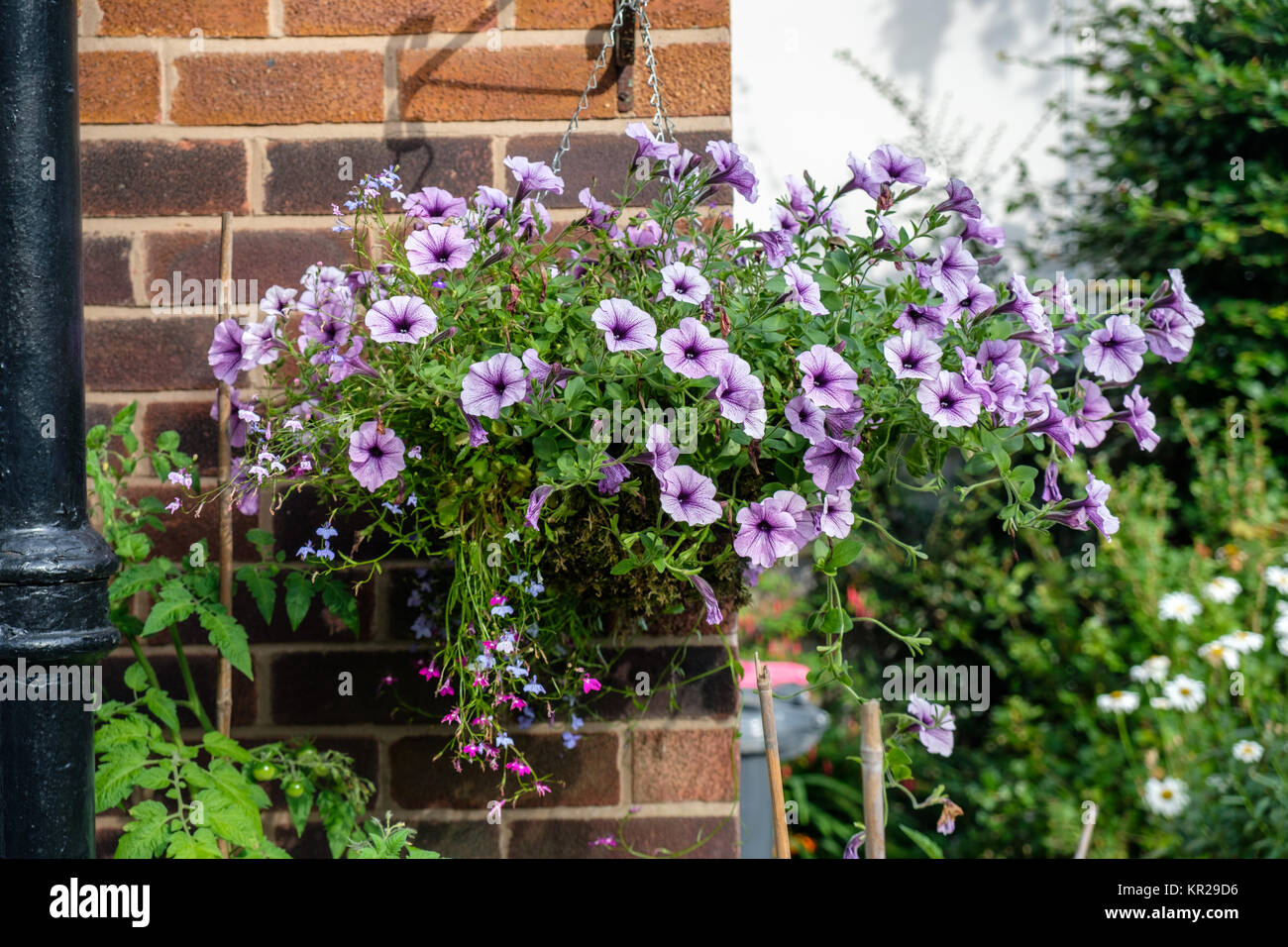 Hanging basket of trailing blue vein surfinias Stock Photo Alamy