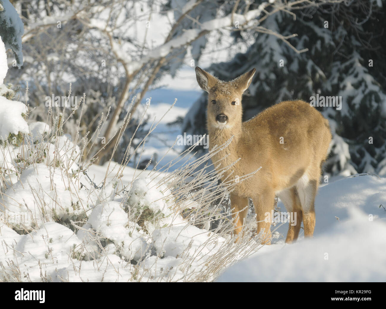 Whitetail deer fawn in the winter Stock Photo