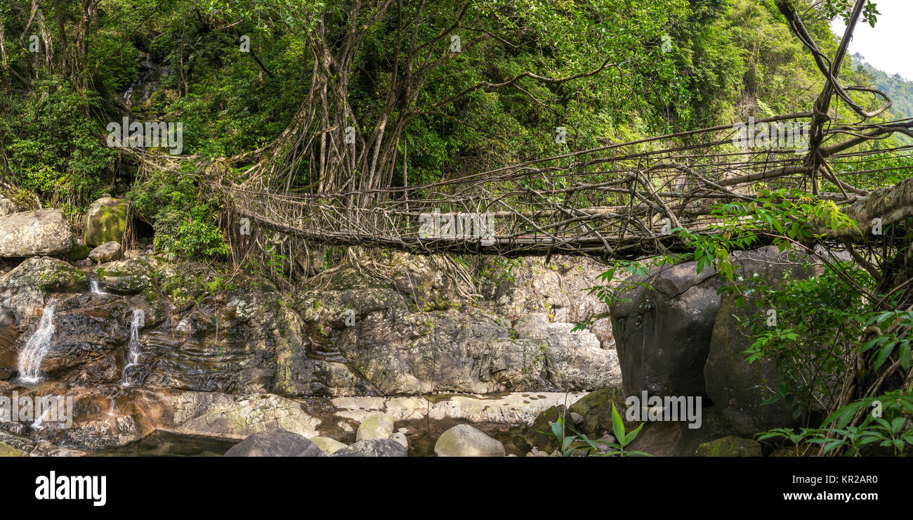 Living roots bridge near Nongriat village, Cherrapunjee, Meghalaya, India.  This bridge is formed by training tree roots over years to knit together.  Stock Photo | Adobe Stock