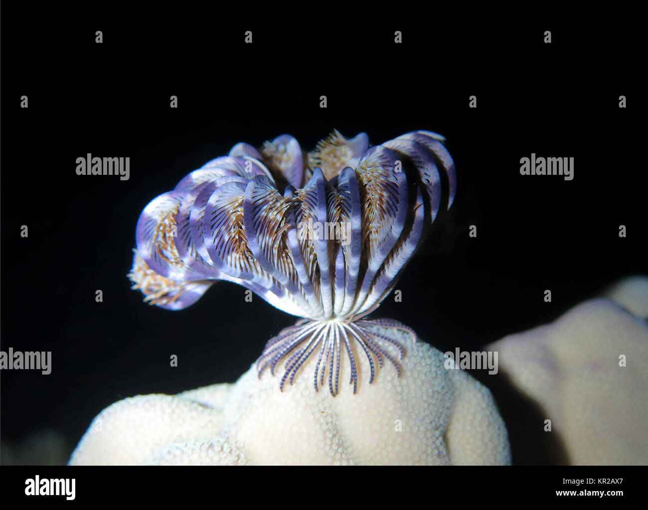 Feather star Crinoidea, night, Saint John?'s reef, the Red Sea, Egypt / Egypt, Federstern (Crinoidea), Nacht, St. John´s Riff, Rotes Meer, Aegypten /  Stock Photo