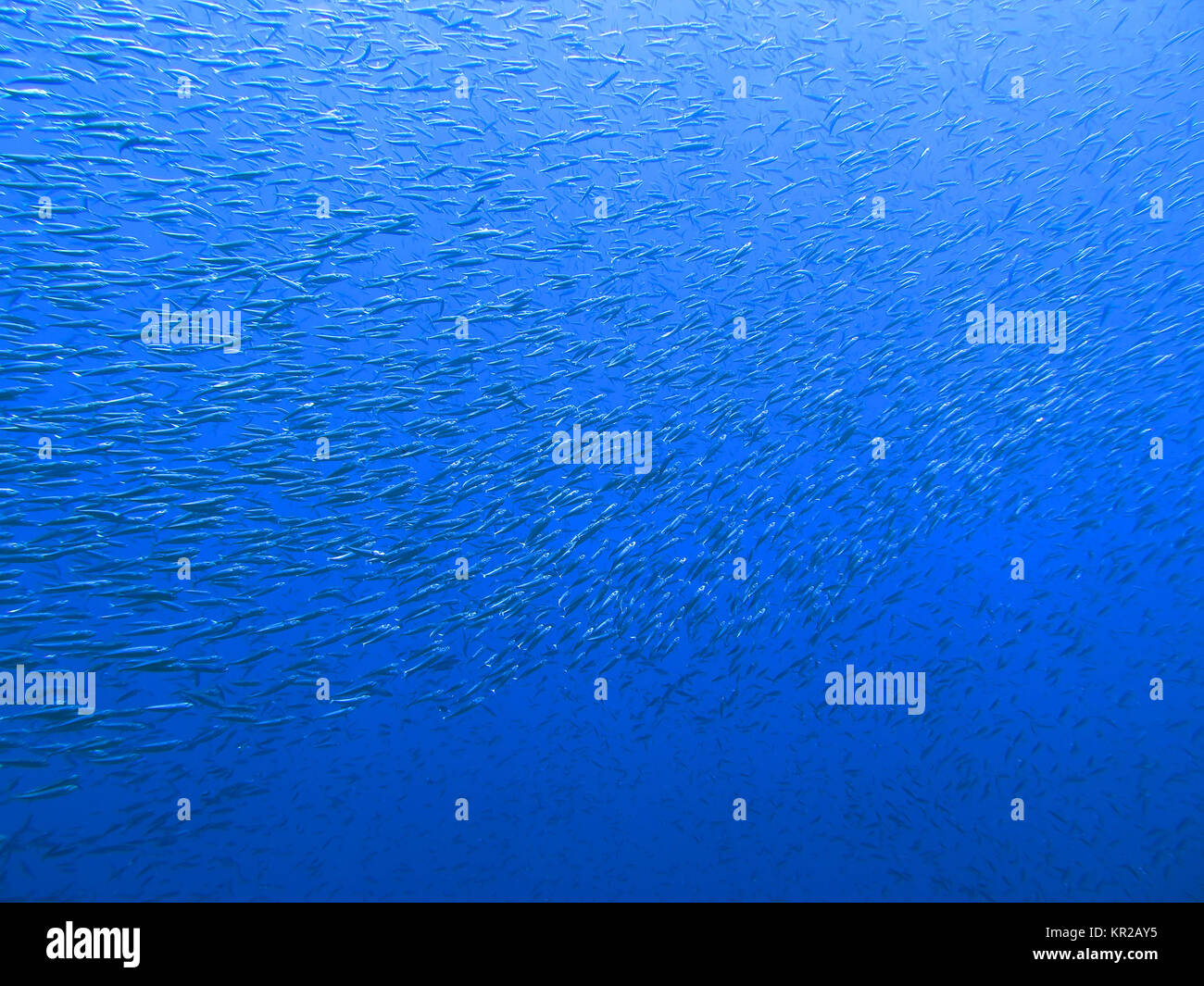 Fuesilierfische Saint Johns reef, the Red Sea, Egypt, Fuesilierfische St. Johns Riff, Rotes Meer, Aegypten Stock Photo