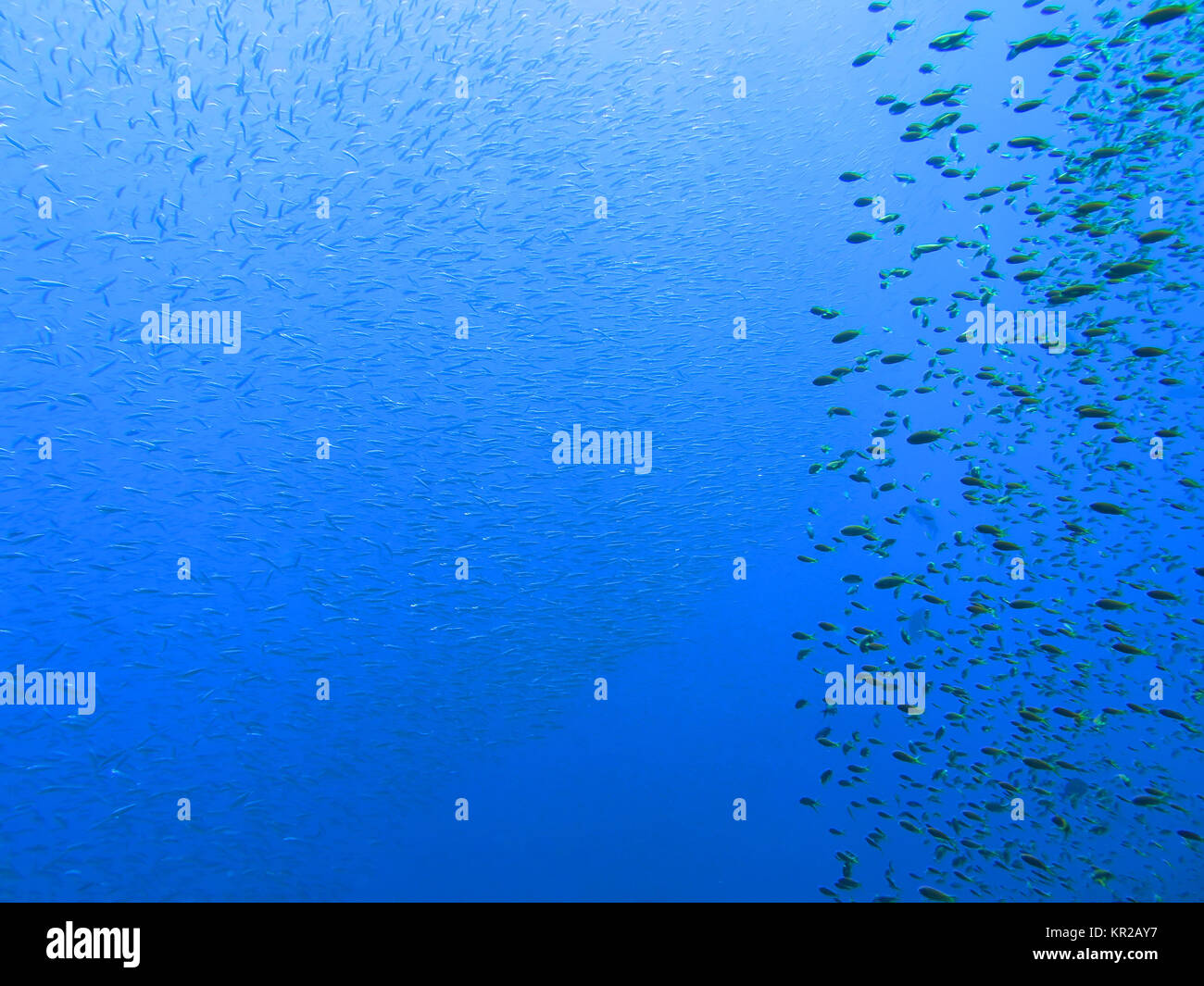 Fuesilierfische Saint Johns reef, the Red Sea, Egypt, Fuesilierfische St. Johns Riff, Rotes Meer, Aegypten Stock Photo