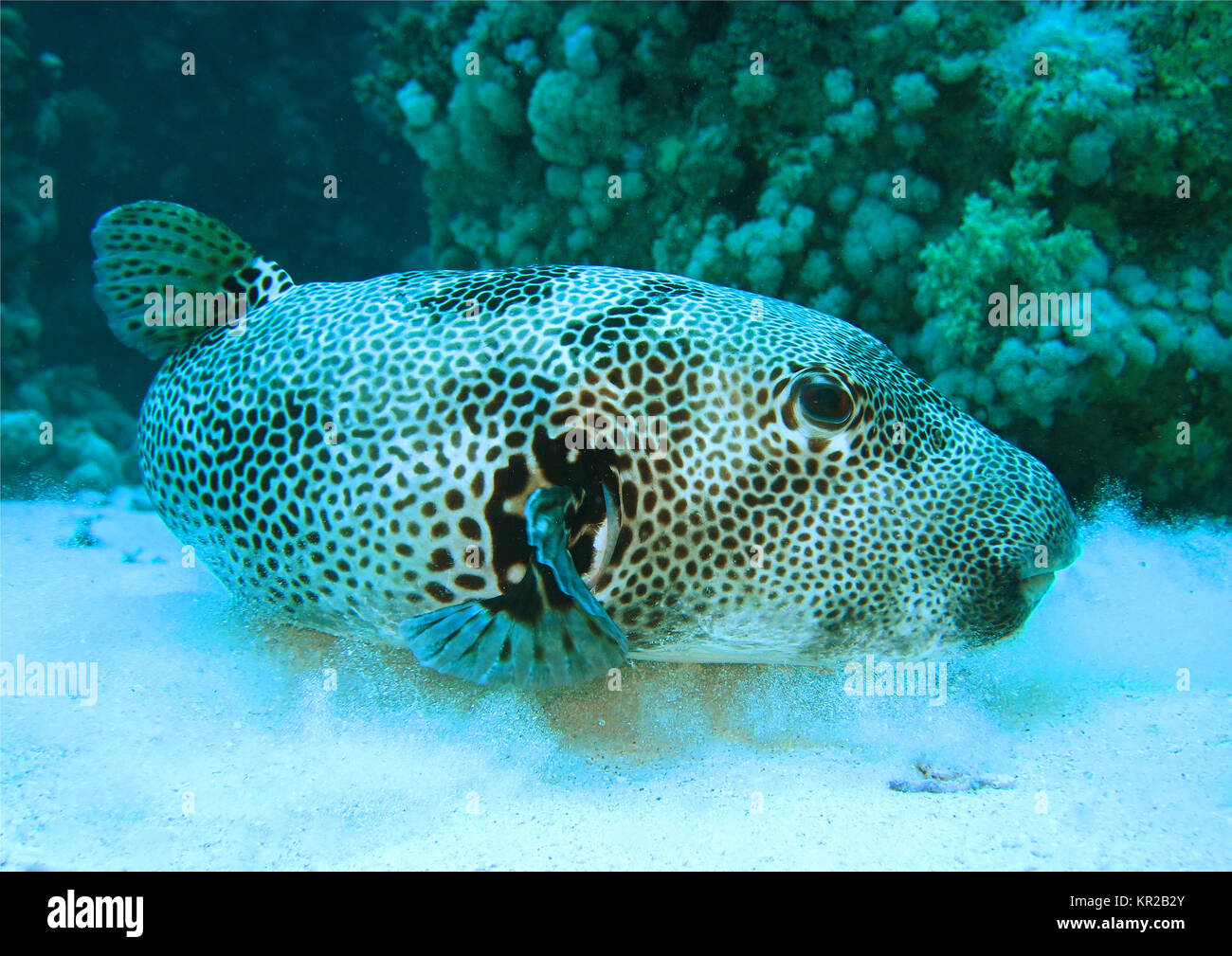 Ball fish, the Red Sea, Egypt, Kugelfisch, Rotes Meer, Aegypten Stock Photo