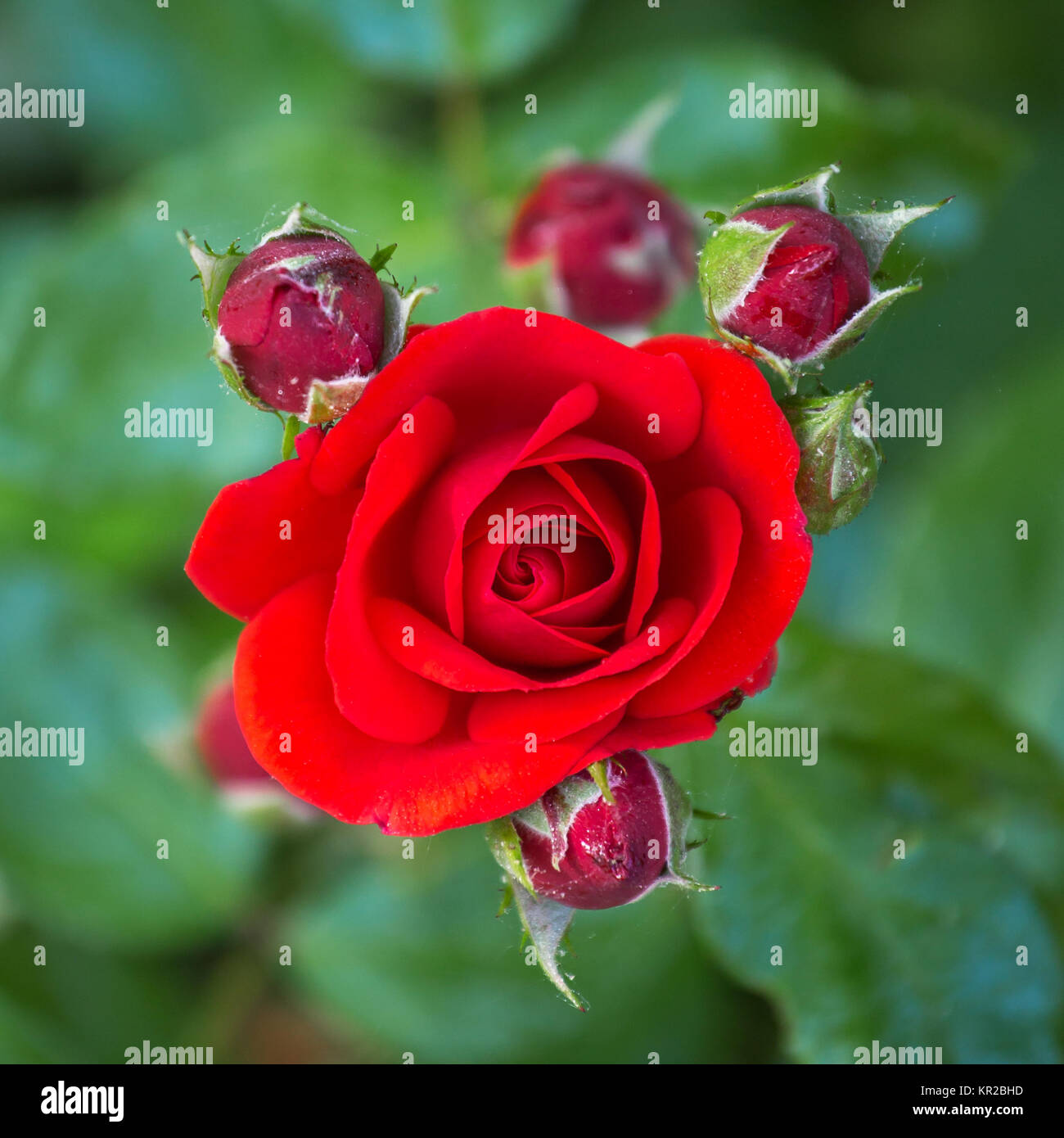 Red roses on a bush in the garden, top view. Stock Photo