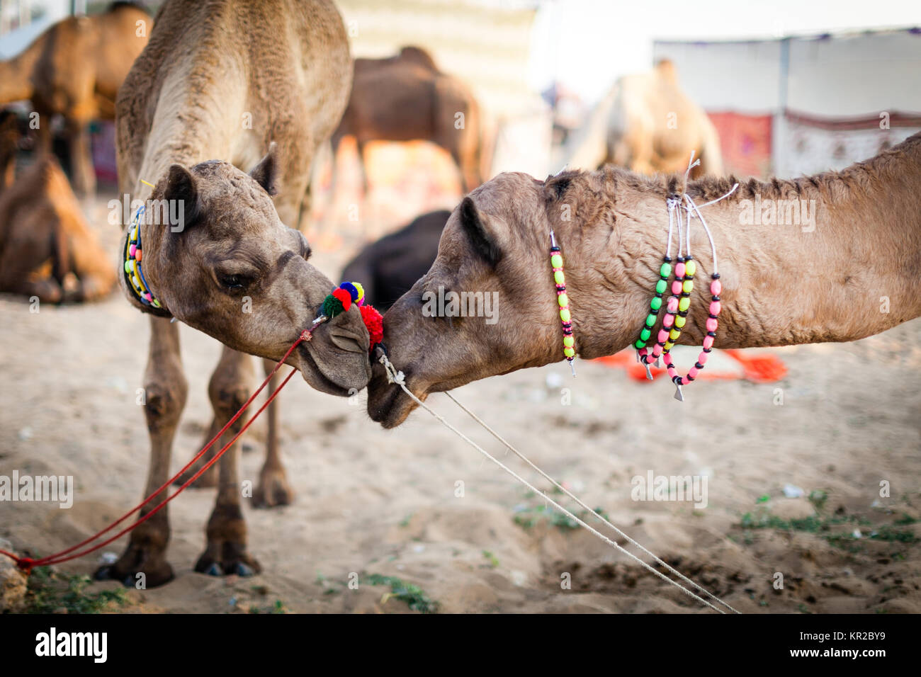 Animals in love - camels touch noses at Pushkar Camel Fair, Rajasthan Stock Photo