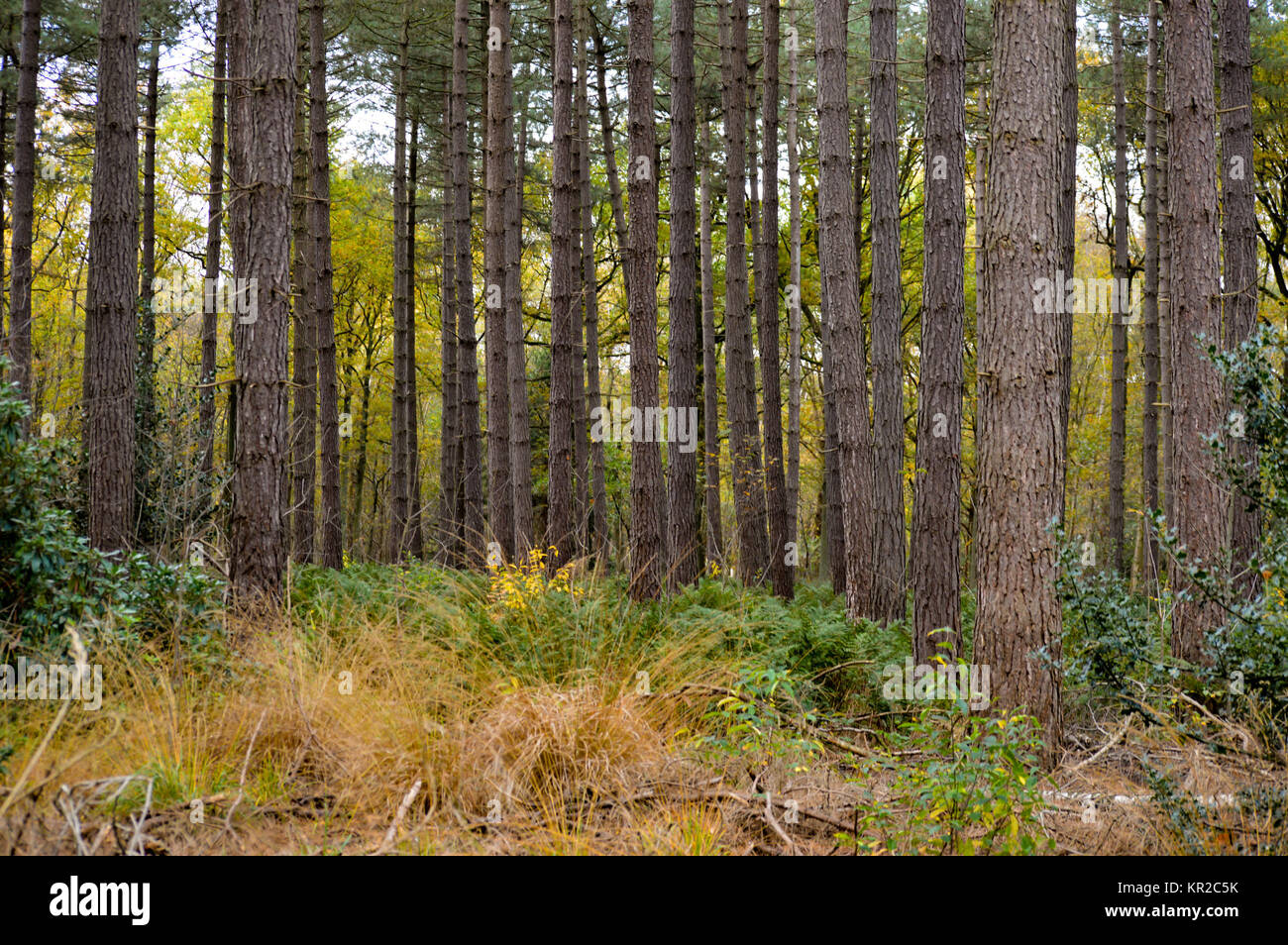 Grass growing under pine trees Stock Photo - Alamy