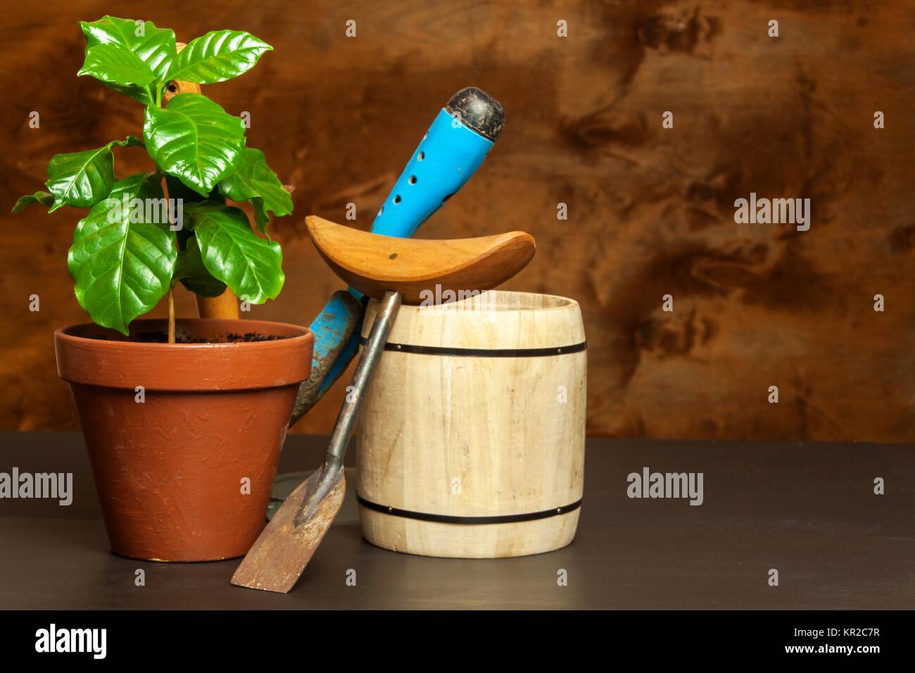 Domestic coffee growing. Coffee Shop. Saplings of coffee on the table. Growing plants Stock Photo