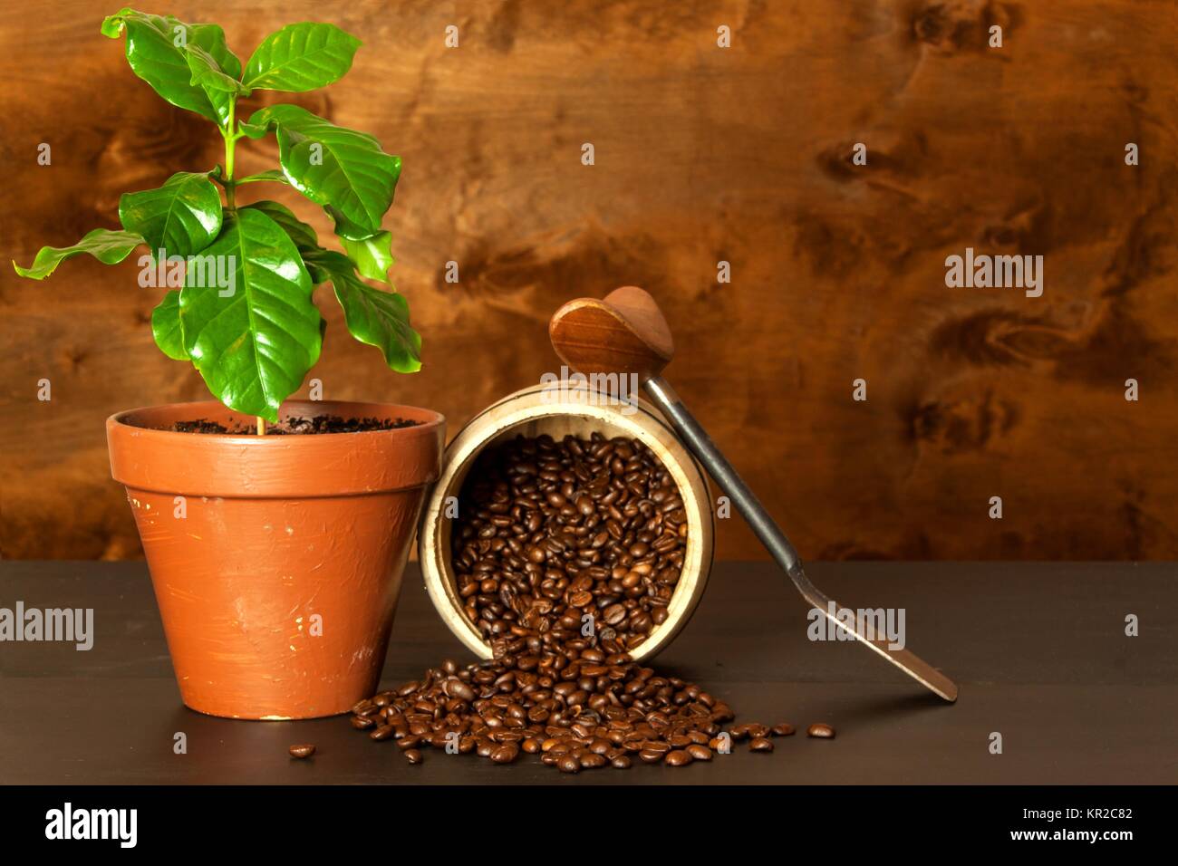 Domestic coffee growing. Coffee Shop. Saplings of coffee on the table. Growing plants Stock Photo